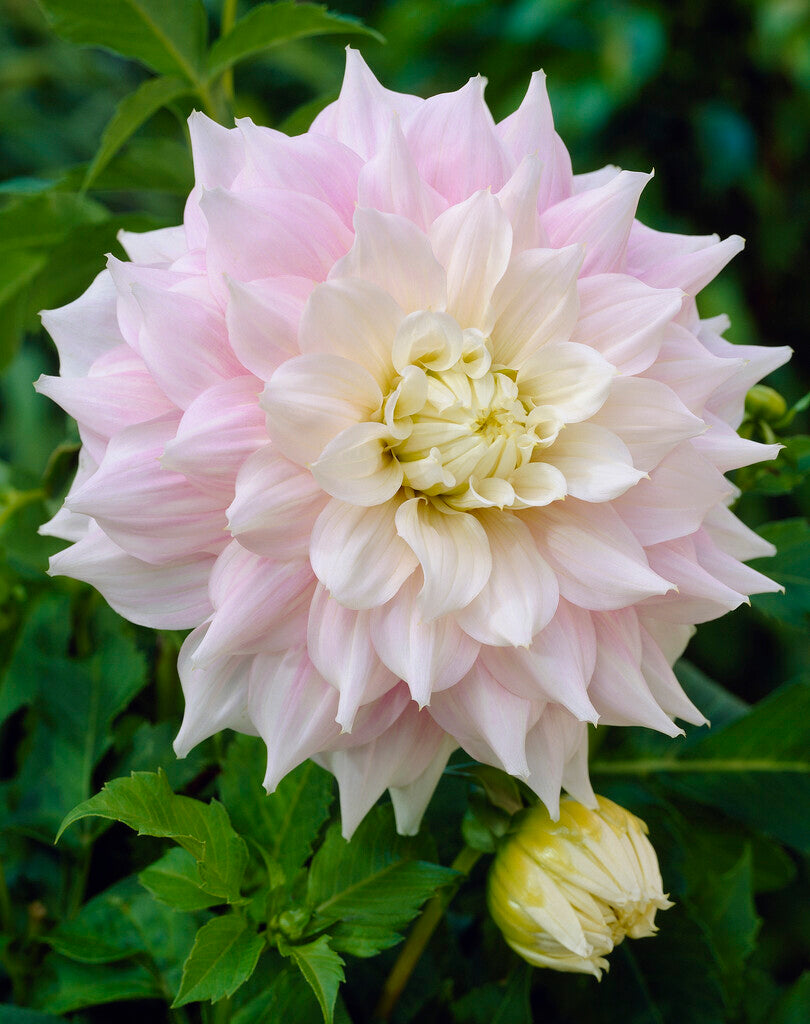 Dahlia Dekorativ Gitts Perfection 1-pack